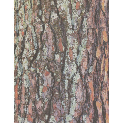 66960152944 - 32F PAPIER IMPRIME FEUILLES ET ?CORCES 22X28CM