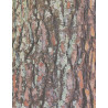 66960152944 - 32F PAPIER IMPRIME FEUILLES ET ?CORCES 22X28CM