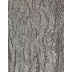 66960152944 - 32F PAPIER IMPRIME FEUILLES ET ?CORCES 22X28CM