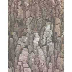 66960152944 - 32F PAPIER IMPRIME FEUILLES ET ?CORCES 22X28CM