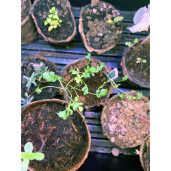 3134727000054 - CL?OGARDEN 3 KIT CYCLE 3